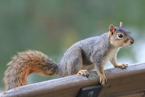 Squirrel