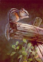 CHIPMUNK by SHARON SHARPE 