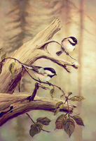 CHICKADEES by SHARON SHARPE