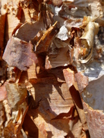 Mother Nature's Scales