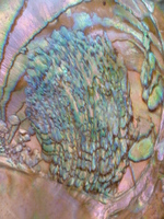 Abalone