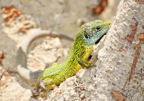 Lizard
