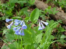 Bluebells