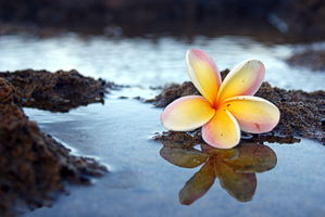 Plumeria's Reflection