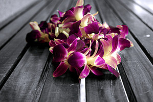 Hawaiian Lei