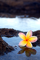 Plumeria On The Reef