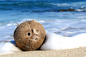 Coconut In The Wave