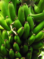 Green Bananas