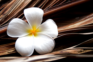 Plumeria On Palm Branch