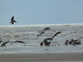 Birds on beach