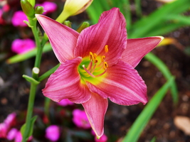 Day lilly
