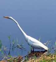 Great Egret