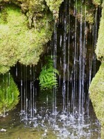 Fern Grotto