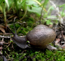 Snail