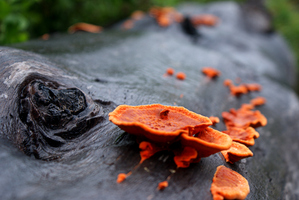 Orange Fungus
