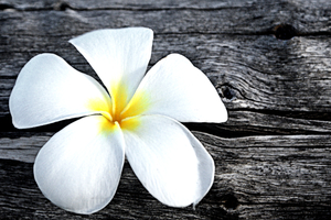 Plumeria On A Log
