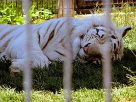 White Tiger