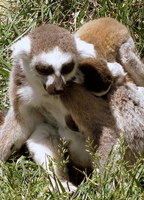 Baby Lemur