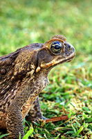 Cane Toad