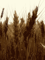 Wheat 1