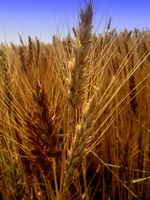 Wheat 2