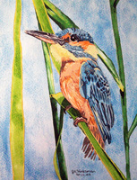 Kingfisher