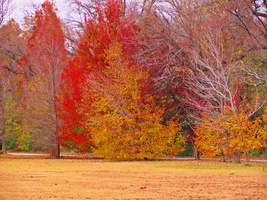 Fall colors