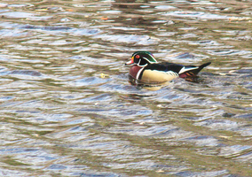 Wood Duck