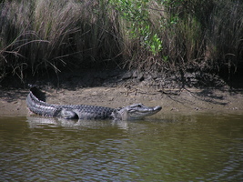 Alligator