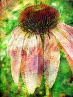 Coneflower