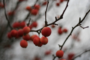 Red Berries