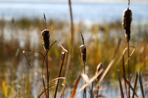 Cattails #2