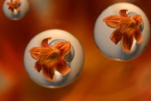 Tiger Lily Drops