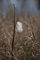 Milkweed Pod