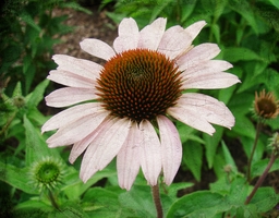 Pretty Pink Coneflower