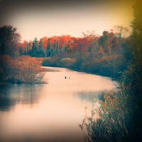 Holga Autumn