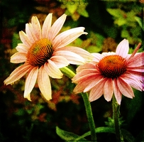 Coneflowers