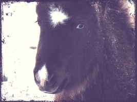 Blue Eyed Filly Grunge