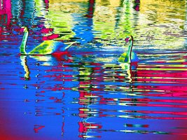 2 swans in a wild coloured world