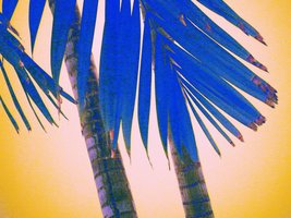bluepalmtree yellow sky
