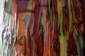Title: Rainbow Eucalyptis