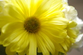 Title: Yellow Daisy Joy