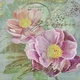 Title: Peony Garden I