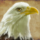 Title: Bald Eagle