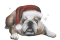 Title: English bulldog at Christmas