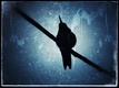 Title: Hummingbird Grunge