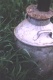 Title: Milk Jug