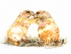 Title: kissing  prarie dogs 