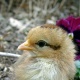 Title: Bantam Chick