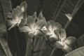Title: frangipani #1